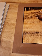 Tom Browning Signed Wildlife Photos Set Of 3 Matted No Frames