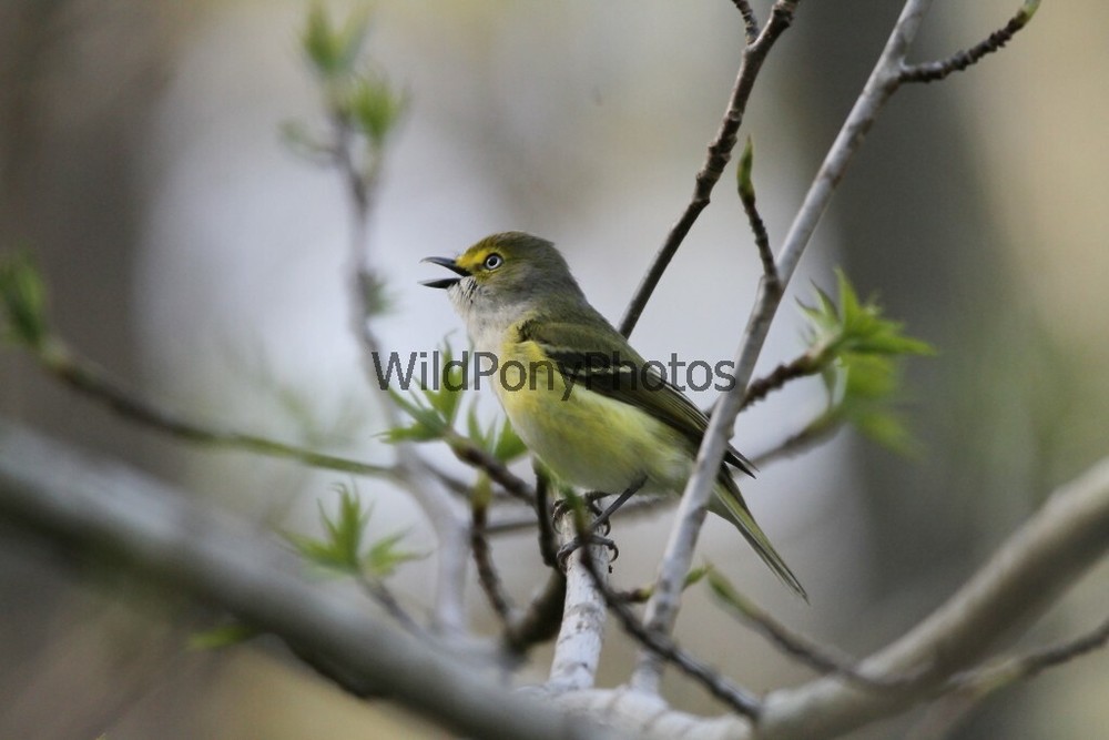 White Eyed Vireo Photo, Pick One Image – Various Sizes