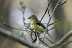White Eyed Vireo Photo, Pick One Image – Various Sizes