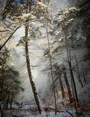 LANDSCAPE 8.5×11 or 13X19 COLOR BORDERLESS GLOSSY PRINT (FREE SHIPPING)