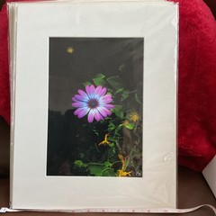 Starlight Purple Flower Matted, Prolific Photo Creative Art By Kathy Marquez