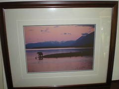 Thomas Mangelsen limited edition signed out of print «Twilight on the Peninsula»