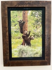 Thomas Mangelsen Framed Limited Edition Color Photo Print – Teton Pole Dancers