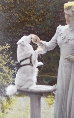 Vintage ORIGINAL C.1930s 8X10″ hand Colored Photo ( Not print ) SAMOYED SPITZ