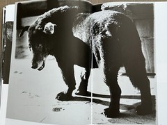 🎈BONUS! SIGNED! Daido Moriyama: – Hunter of Light 1965-2003, Japan, Super RARE!