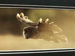 Gary Crane Photo.-Dancing Crane Studios”Great Grey In Flight” Photo Art Print