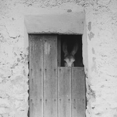 Photo On Paper Analog SPAIN 1960 Size 30x30cm