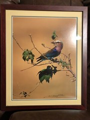 Thomas D Mangelsen Signed Photo «African Colors Lilac Breasted Roller 17×14
