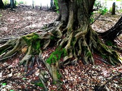 Photo Digital Product Wallpaper Image Picture tree of life, roots of knowledge