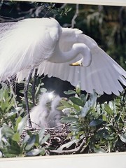 Great Egret, Florida Photography by Robert Clibbon Signed Print