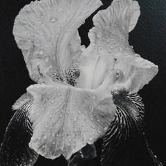 Blooming Iris Black White Foam Mounted Signed D Carlton Photo Pacific NW Artist