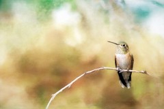 Fine Art Photography, Color print, 10×15, Hummingbird, Sittin Pretty
