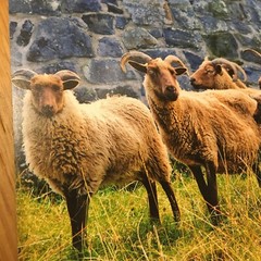 Two photographic prints of Scotland landscape and sheep 8 x 11”