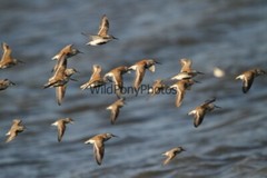 Dunlin Photo 1, Pick One Image – Various Sizes