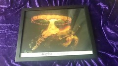 JELLYFISH by GAIL OTTENHEIMER – THE FRAMED SCIENCE NATURE PHOTOGRAPH 14×11 Inche