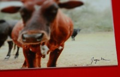 Hand signed Longhorn Cow Photograph w Canvas Texture on Styrene Board Print Art