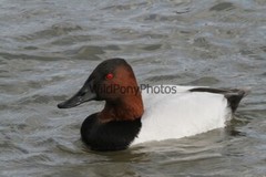 Canvasback Photo, Pick One Image – Various Sizes
