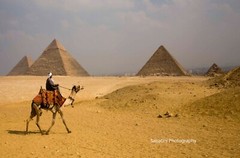 The Pyramids with Camel Rider, Gaza, Egypt 11 x 14 Print Metallic Paper