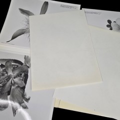 Irving Penn Flowers Press Release With Photos