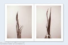 RON VAN DONGEN: One Picture Book Ltd Ed SIGNED w Photo ‘Arisaema Angustatum’ NEW