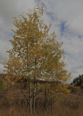10×8 » Lustre Print Original Photo Photography Art Autumn Fall Trees Nature