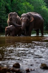 Digital Image Wallpaper Picture Background Desktop Print Art Paint Photo Elephan
