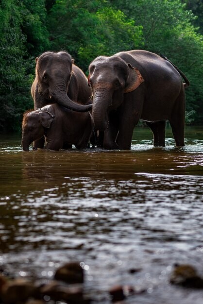 Digital Image Wallpaper Picture Background Desktop Print Art Paint Photo Elephan