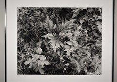 Summer ferns, crown vetch and blackberry, Georgetown Island Maine-Thomas Teich