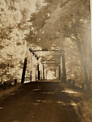 S. Falee Steel Bridge Tree Canopy Original Spooky 11×14