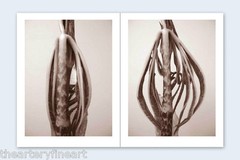 RON VAN DONGEN: One Picture Book Ltd Ed SIGNED w Photo ‘Arisaema Angustatum’ NEW