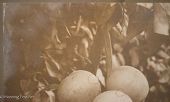 Antique 19th Century Albumen Print Photograph of Bundle of Figs on Vine, Nice!