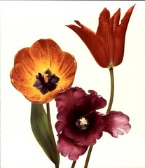 1984 Irving Penn 3 Three Red Tulips Art Photo Engraving