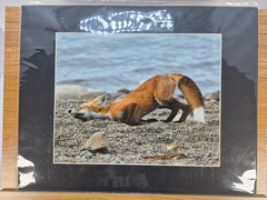 Red Fox Stretching Wildlife Art Photo Print 11×14 matted Nature Photography