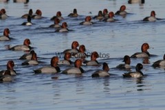 RedHead Duck Photo, Pick One Image – Various Sizes