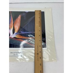 NEW Bird of Paradise 8 × 10 Hawaiian Original Photography Print