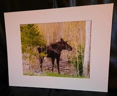 Matted Photograph: Mindful Moose