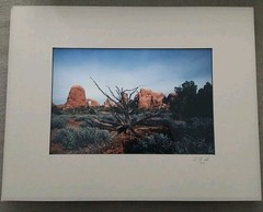 18×14 Matted Photo USA Desert Driftwood Rock Formation W.A.S. ’97