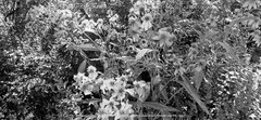 Digital Image Picture Photo Wallpaper Background Wingstem Mono Flower WV