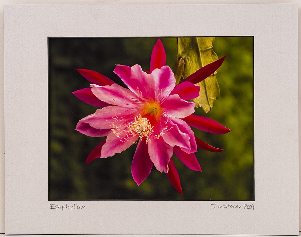Epiphyllium Flower Xmas Cactus @ Ann Arbor Arboretum 8×10 Photo in 11×14 Mat