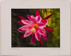 Epiphyllium Flower Xmas Cactus @ Ann Arbor Arboretum 8×10 Photo in 11×14 Mat