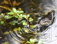 photograph of a banded water snake