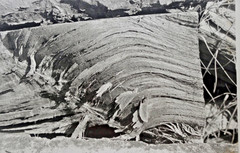 Lot of 3 B&W Photos- Unframed Matted- Forest Water Ice Wood Trees – c1970