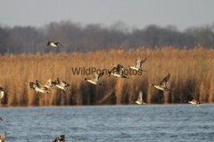 Pintails Photo, Pick One Image – Various Sizes