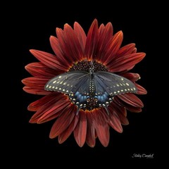 Swallowtail butterfly on sunflower – 12″X12″ photo – glossy