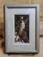 Northern Hawk Owl Photograph, Framed, Signed But Artist Not Known To Me