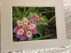 Art Photography : Lantana Flowers