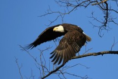 Eagle Photo, Pick One Image – Various Sizes