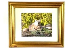 Framed Bobcat Kittens Photo by Dick Forehand 14.5×17.5in Pre-Owned Art