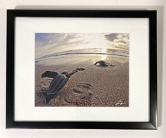SIGNED Photograph Sea Turtles on Beach Chris Doherty Matted & Framed