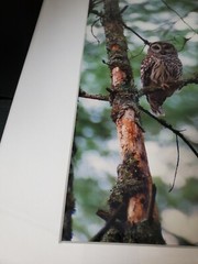 Vintage Kendall Chiles Signed Wildlife Photograph Owl Matted Unframed Tennessee
